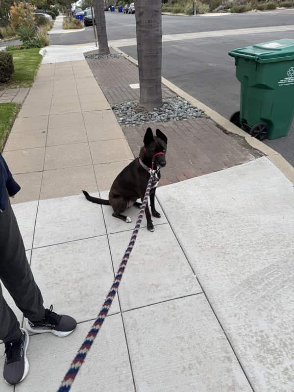 A picture of a black dog named Bowie sitting, taken on July 3 2025 at 6:48 am